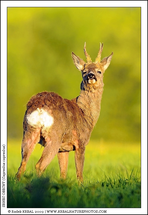 Srnec obecn� | Roe Deer | Reh | Capreolus capreolus