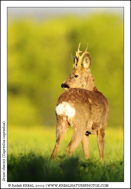 Srnec obecn� | Roe Deer | Reh | Capreolus capreolus