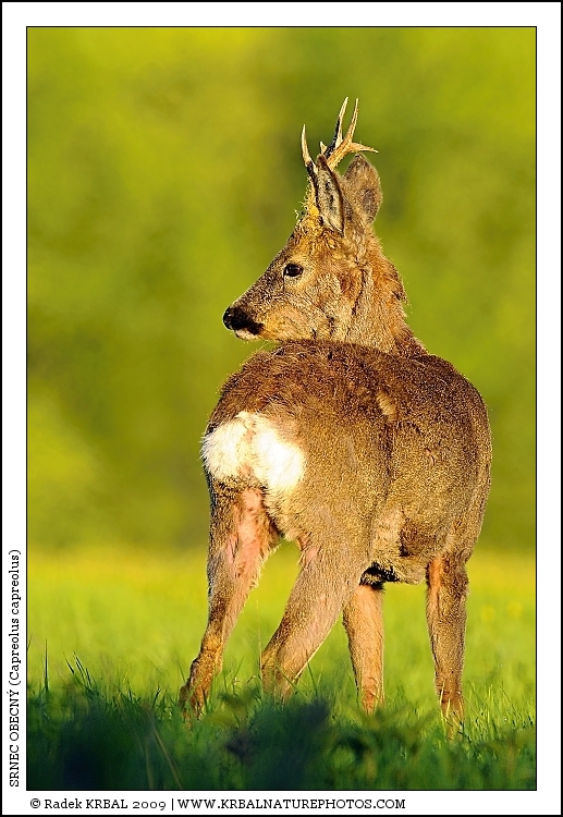 Srnec obecn� | Roe Deer | Reh | Capreolus capreolus