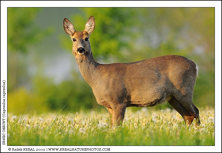Srnec obecn� | Roe Deer | Reh | Capreolus capreolus