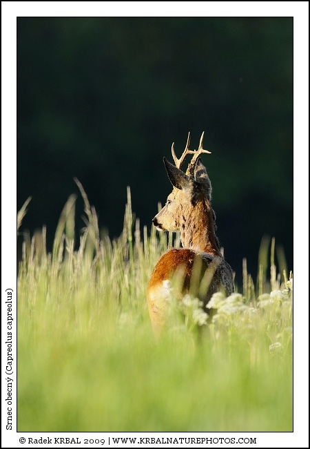 Srnec obecn� | Roe Deer | Reh | Capreolus capreolus