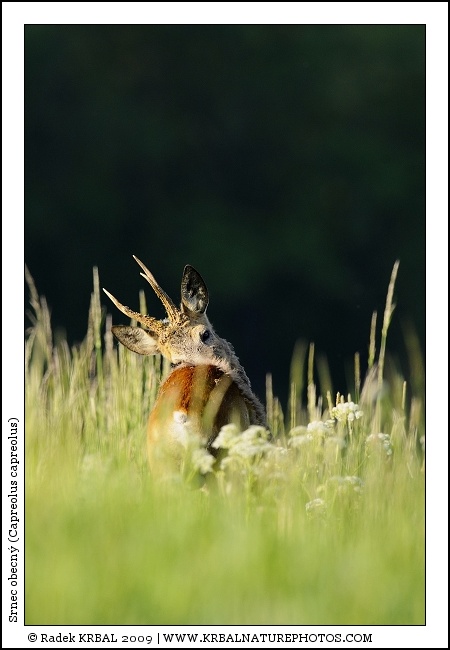 Srnec obecn� | Roe Deer | Reh | Capreolus capreolus