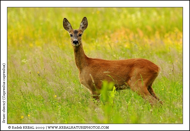 Srnec obecn� | Roe Deer | Reh | Capreolus capreolus