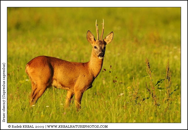 Srnec obecn� | Roe Deer | Reh | Capreolus capreolus