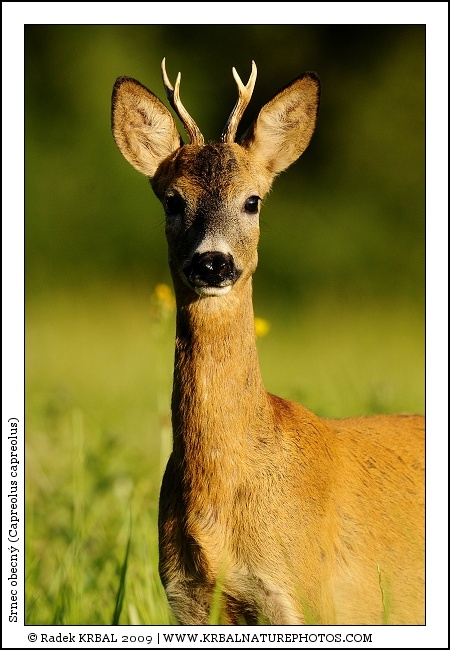 Srnec obecn� | Roe Deer | Reh | Capreolus capreolus