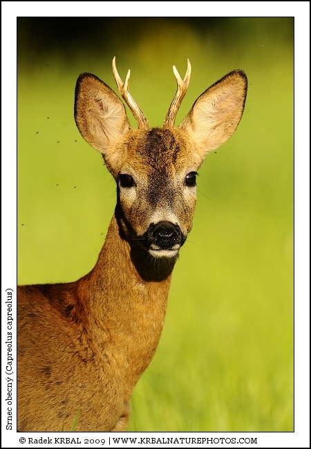 Srnec obecn� | Roe Deer | Reh | Capreolus capreolus