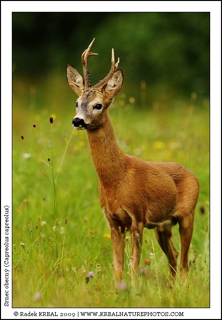 Srnec obecn� | Roe Deer | Reh | Capreolus capreolus