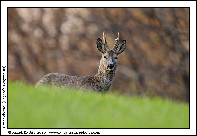 Srnec obecn� | Roe Deer | Reh | Capreolus capreolus