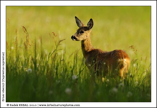 Srnec obecn� | Roe Deer | Reh | Capreolus capreolus