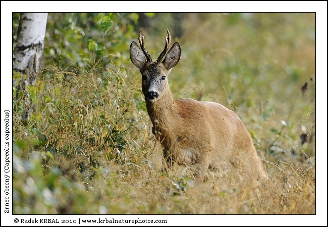 Srnec obecn� | Roe Deer | Reh | Capreolus capreolus