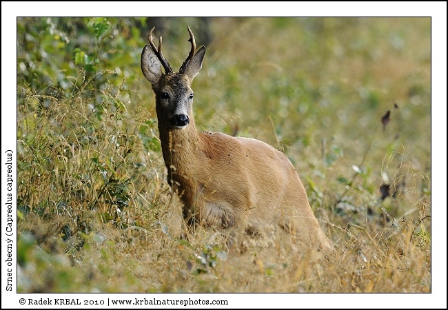 Srnec obecn� | Roe Deer | Reh | Capreolus capreolus