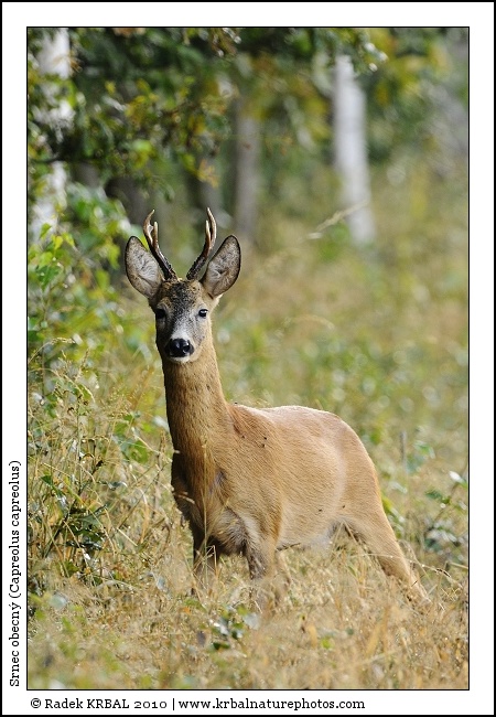 Srnec obecn� | Roe Deer | Reh | Capreolus capreolus