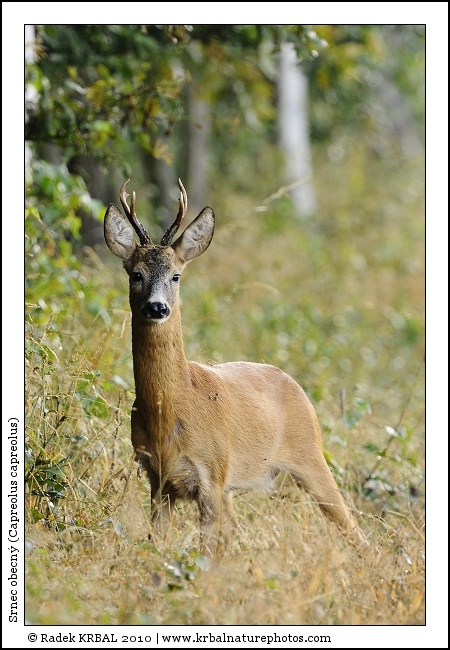 Srnec obecn� | Roe Deer | Reh | Capreolus capreolus