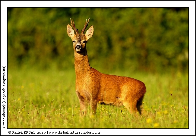 Srnec obecn� | Roe Deer | Reh | Capreolus capreolus