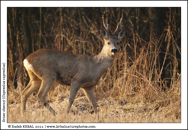Srnec obecn� | Roe Deer | Reh | Capreolus capreolus