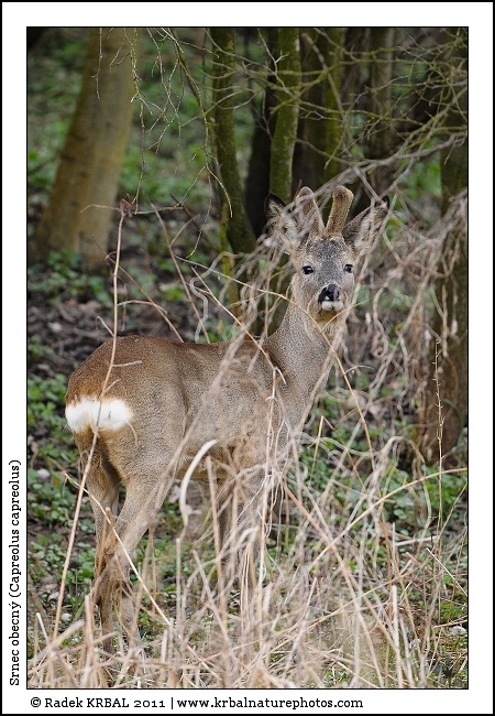 Srnec obecn� | Roe Deer | Reh | Capreolus capreolus