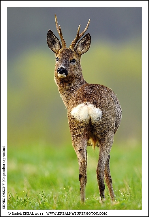 Srnec obecn� | Roe Deer | Reh | Capreolus capreolus