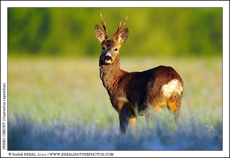 Srnec obecn� | Roe Deer | Reh | Capreolus capreolus