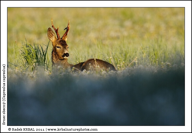 Srnec obecn� | Roe Deer | Reh | Capreolus capreolus