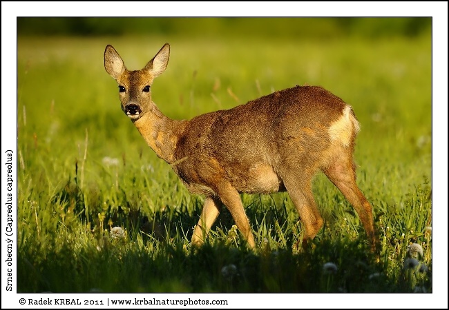 Srnec obecn� | Roe Deer | Reh | Capreolus capreolus