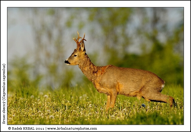 Srnec obecn� | Roe Deer | Reh | Capreolus capreolus