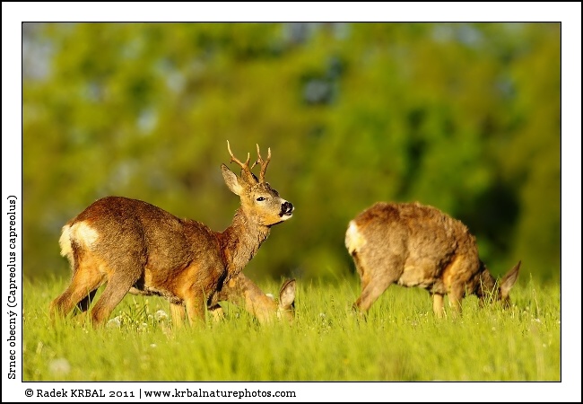 Srnec obecn� | Roe Deer | Reh | Capreolus capreolus
