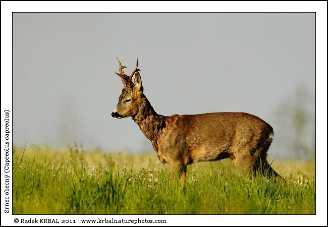 Srnec obecn� | Roe Deer | Reh | Capreolus capreolus