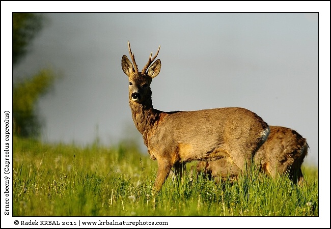 Srnec obecn� | Roe Deer | Reh | Capreolus capreolus