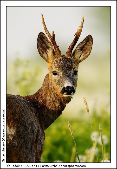 Srnec obecn� | Roe Deer | Reh | Capreolus capreolus