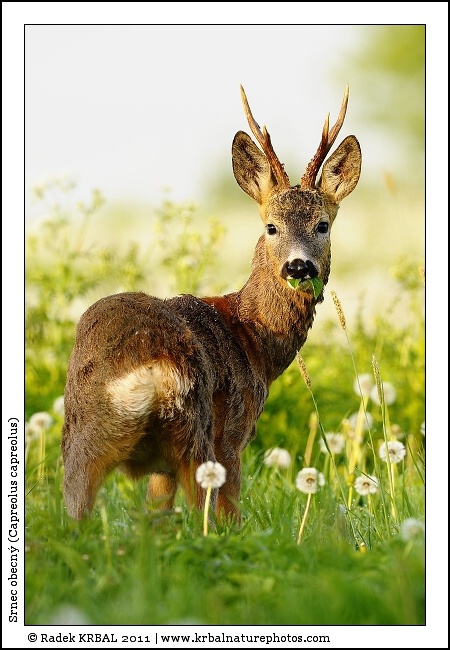 Srnec obecn� | Roe Deer | Reh | Capreolus capreolus