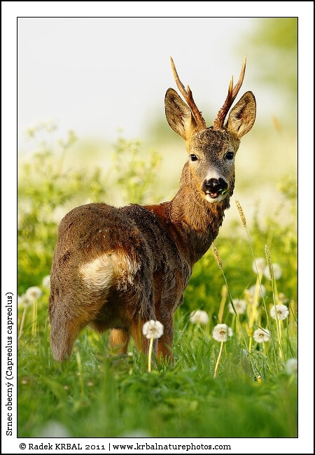 Srnec obecn� | Roe Deer | Reh | Capreolus capreolus