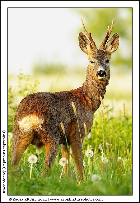 Srnec obecn� | Roe Deer | Reh | Capreolus capreolus
