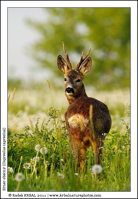 Srnec obecn� | Roe Deer | Reh | Capreolus capreolus