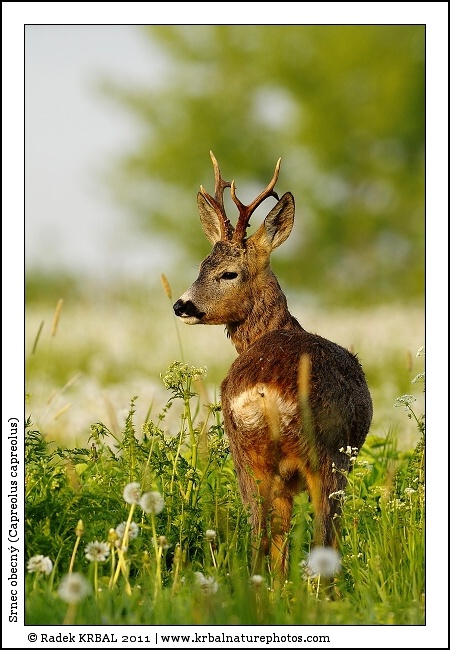Srnec obecn� | Roe Deer | Reh | Capreolus capreolus