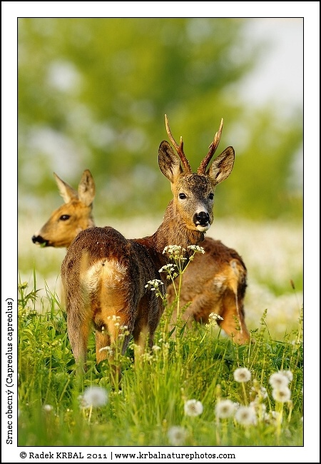Srnec obecn� | Roe Deer | Reh | Capreolus capreolus