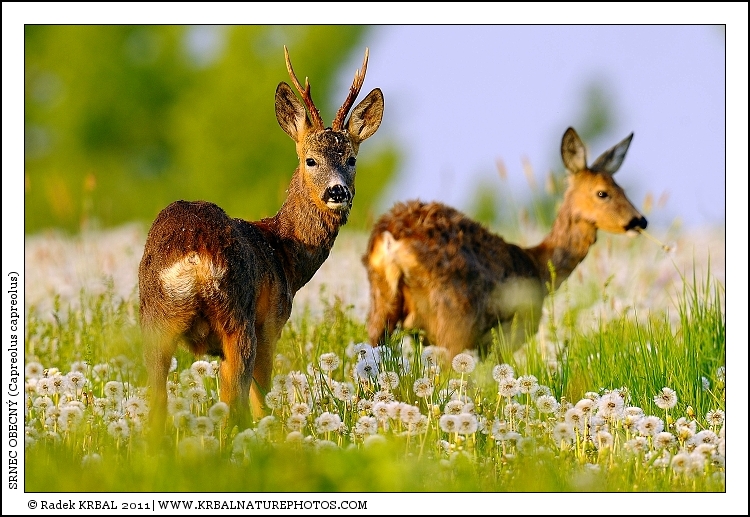 Srnec obecn� | Roe Deer | Reh | Capreolus capreolus