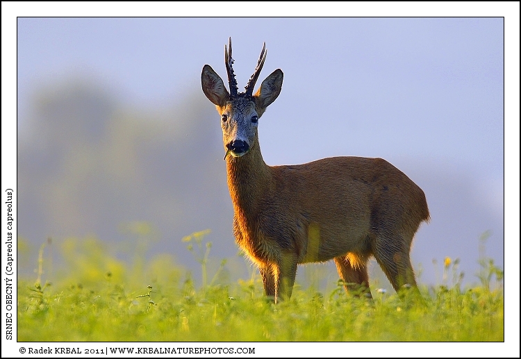 Srnec obecn� | Roe Deer | Reh | Capreolus capreolus