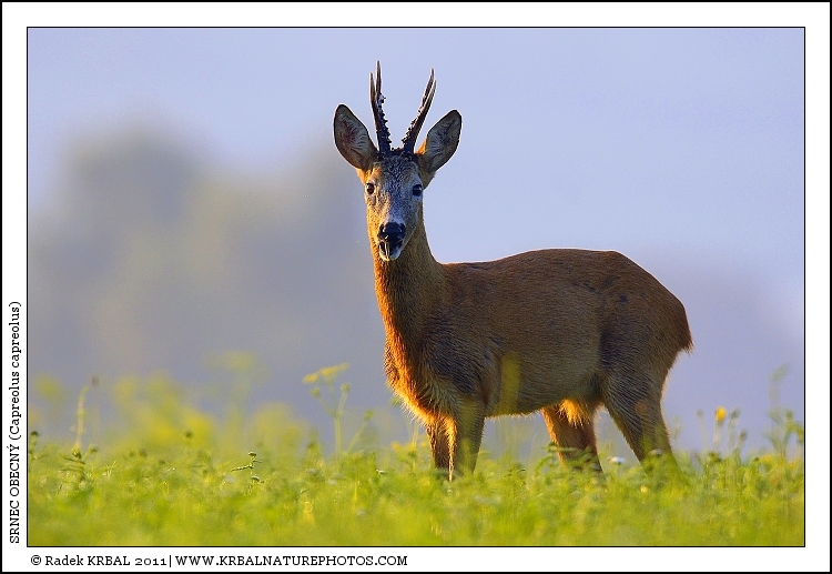 Srnec obecn� | Roe Deer | Reh | Capreolus capreolus