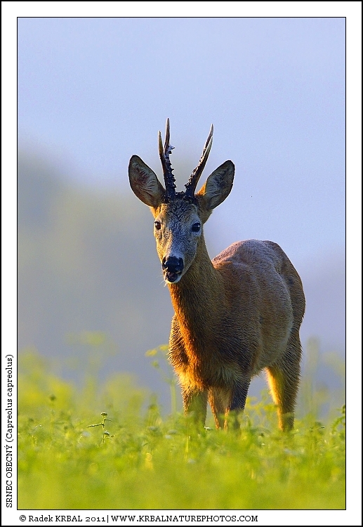 Srnec obecn� | Roe Deer | Reh | Capreolus capreolus
