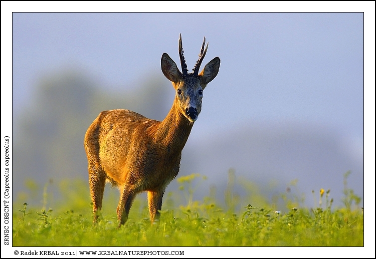 Srnec obecn� | Roe Deer | Reh | Capreolus capreolus