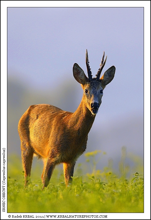 Srnec obecn� | Roe Deer | Reh | Capreolus capreolus
