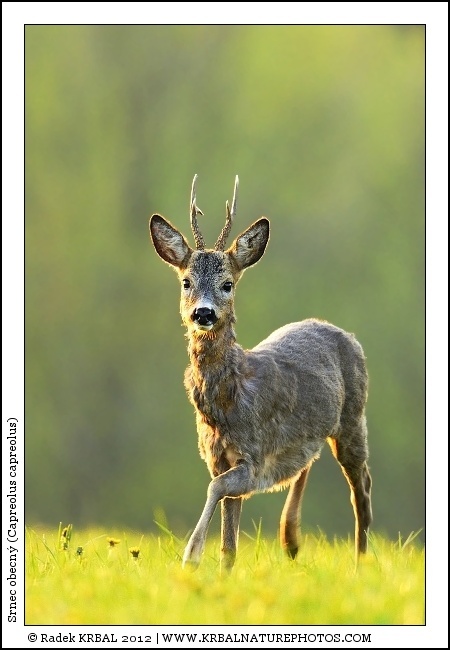 Srnec obecn� | Roe Deer | Reh | Capreolus capreolus