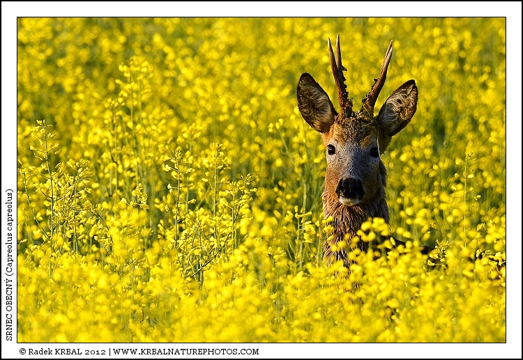 Srnec obecn� | Roe Deer | Reh | Capreolus capreolus