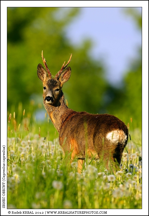 Srnec obecn� | Roe Deer | Reh | Capreolus capreolus