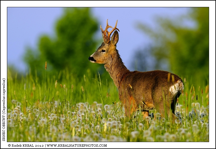 Srnec obecn� | Roe Deer | Reh | Capreolus capreolus