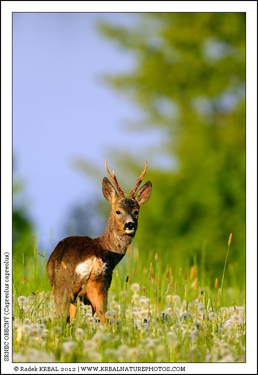 Srnec obecn� | Roe Deer | Reh | Capreolus capreolus