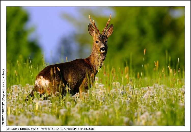Srnec obecn� | Roe Deer | Reh | Capreolus capreolus