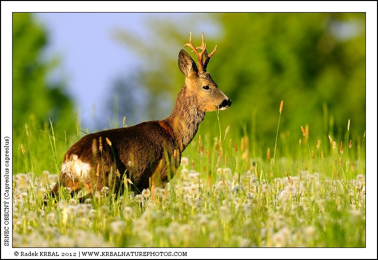 Srnec obecn� | Roe Deer | Reh | Capreolus capreolus