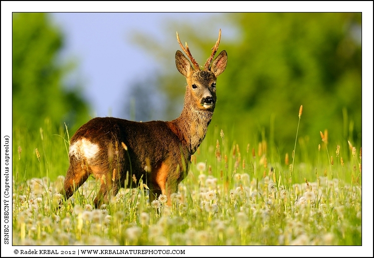 Srnec obecn� | Roe Deer | Reh | Capreolus capreolus
