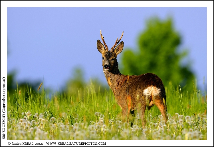 Srnec obecn� | Roe Deer | Reh | Capreolus capreolus